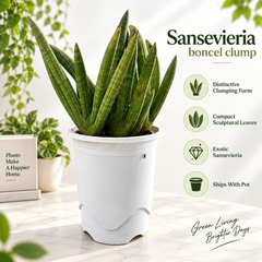 Sansevieria boncel clump