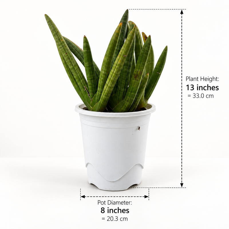 Sansevieria boncel clump