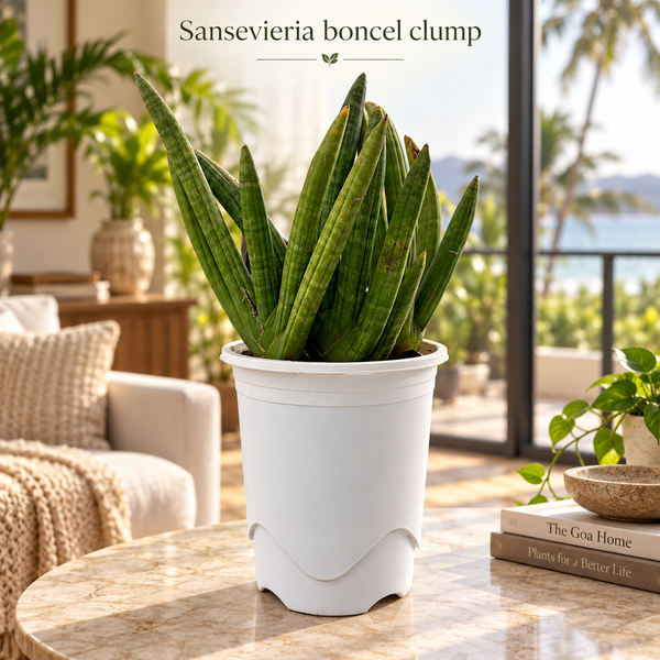Sansevieria boncel clump