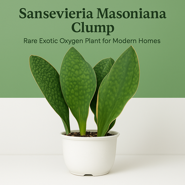 Sansevieria masoniana clump whale fin snake plant
