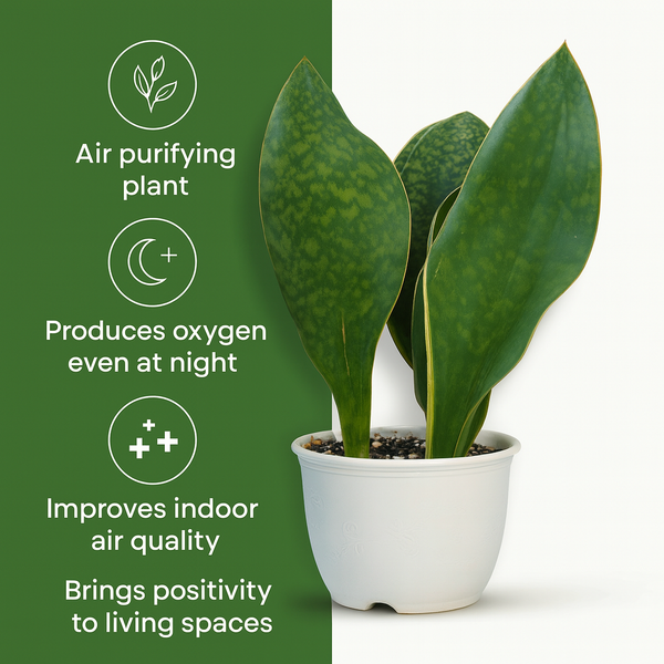 Sansevieria masoniana broad leaf indoor plant
