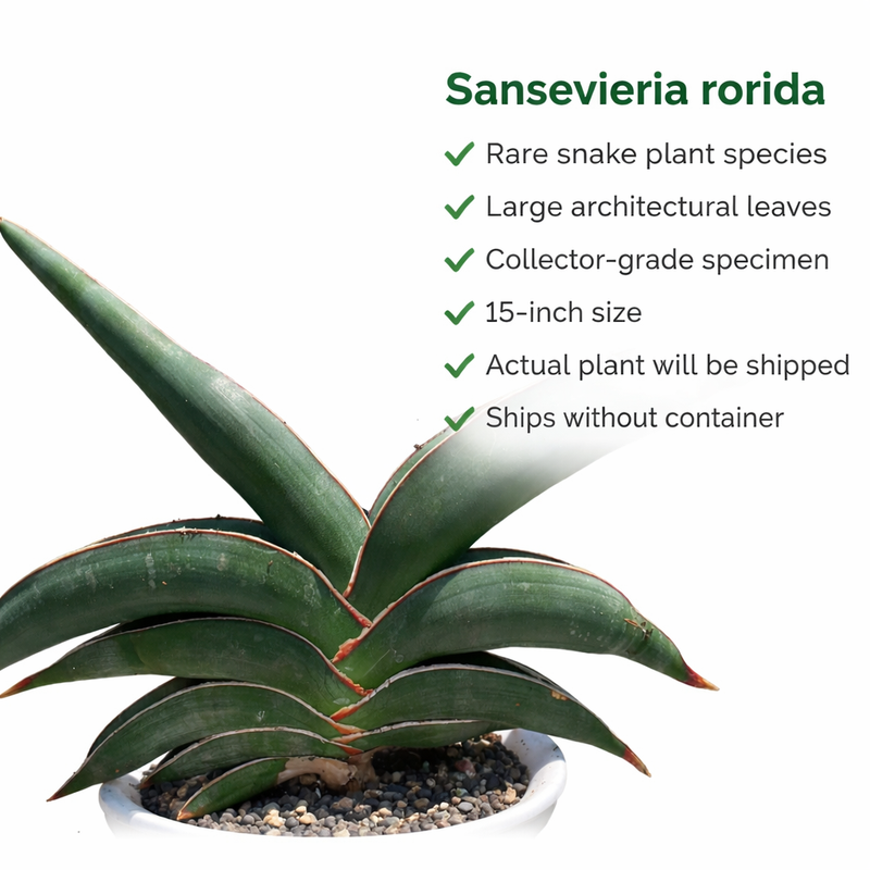 Sansevieria rorida
