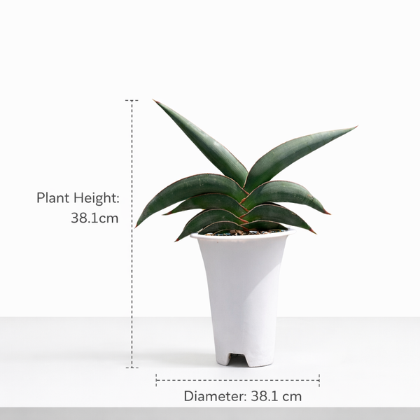 Sansevieria rorida