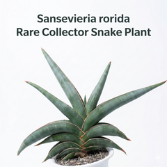 Sansevieria rorida