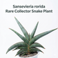 Sansevieria rorida