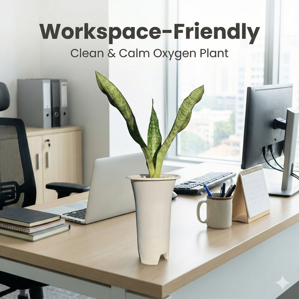 Sansevieria aubrytiana