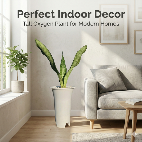 Sansevieria aubrytiana indoor decorative air purifying plant
