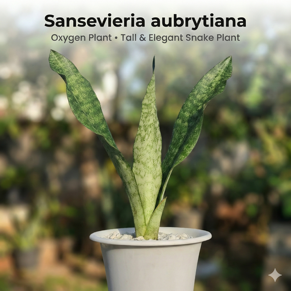 Sansevieria aubrytiana snake plant live indoor
