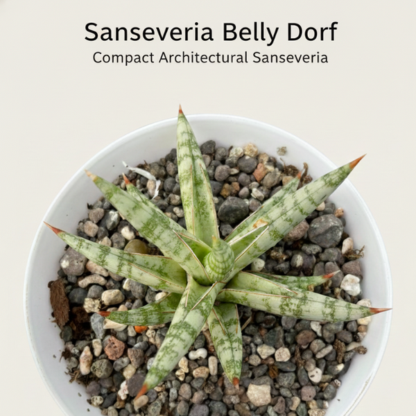 2-Year-Old Sansevieria Belli Dorf Compact Snake Plant - Samarth Cactus Nursery India