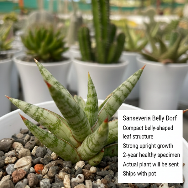 Sansevieria belly dorf