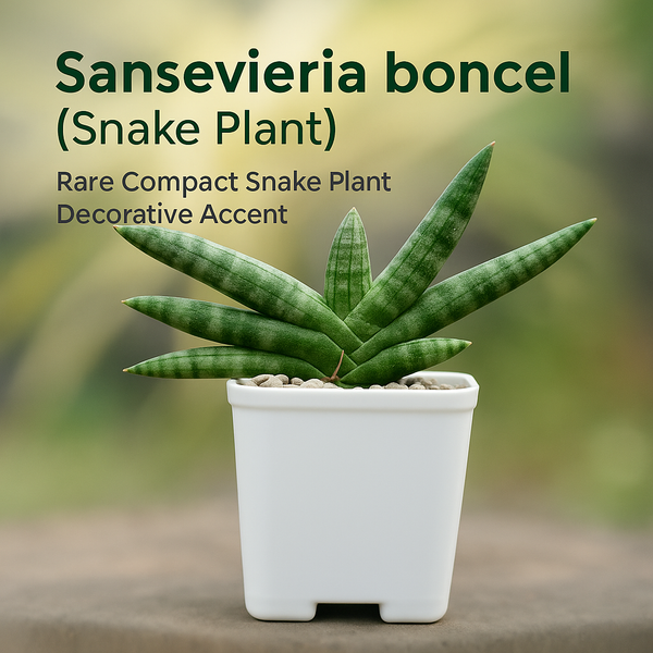 Sansevieria boncel indoor decorative snake plant
