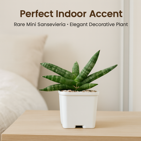 Sansevieria boncel (Snake Plant)