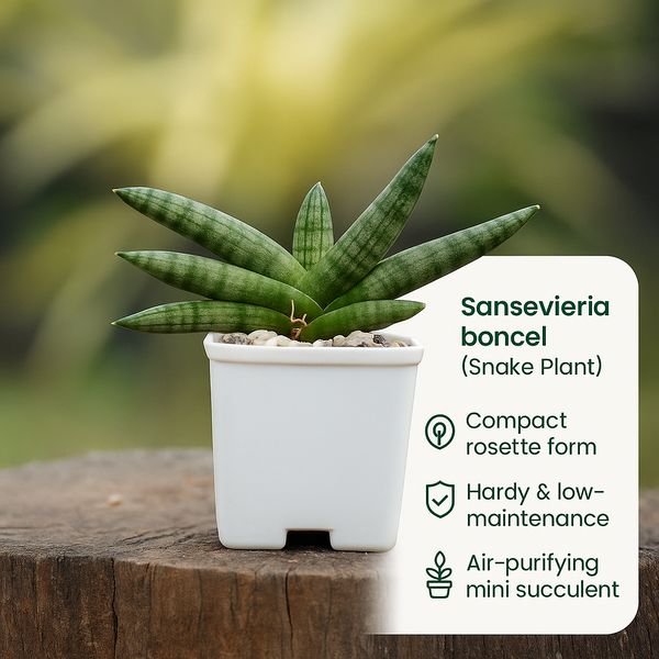 Sansevieria boncel (Snake Plant)