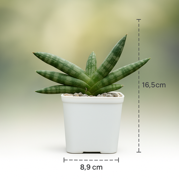 Sansevieria boncel (Snake Plant)