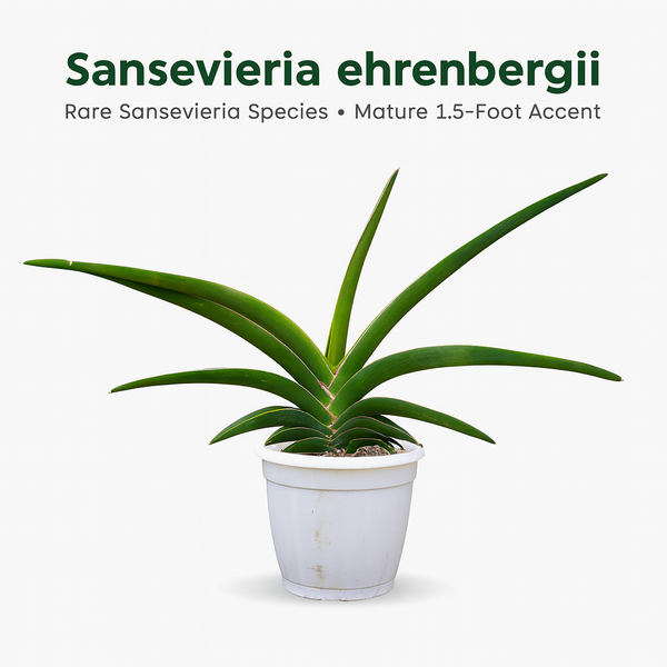 Sansevieria ehrenbergii rare snake plant live
