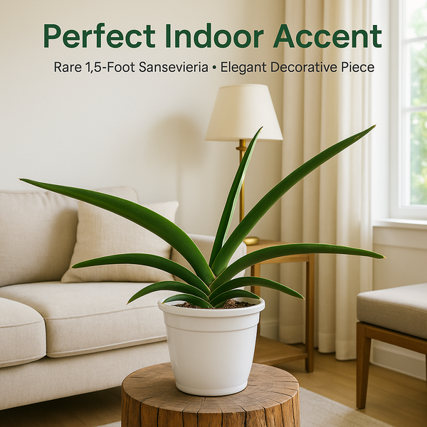 Sansevieria ehrenbergii indoor decorative sculptural plant

