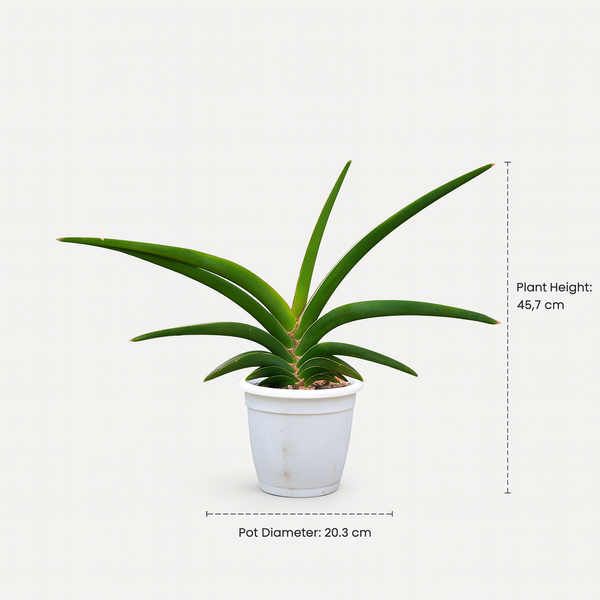 Sansevieria ehrenbergii