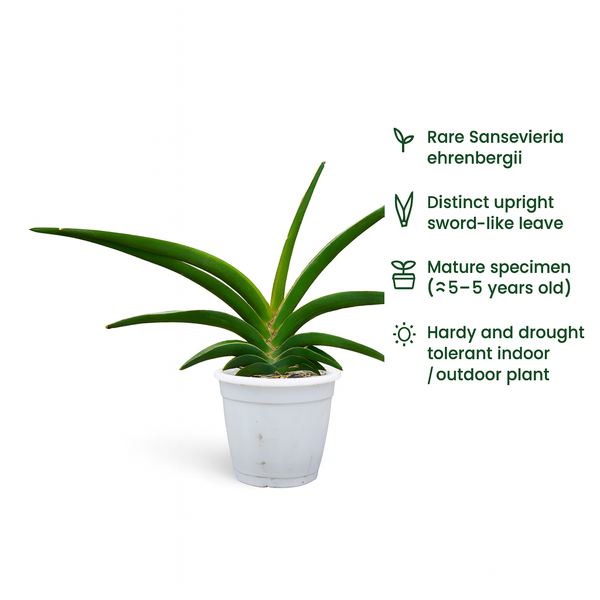 Sansevieria ehrenbergii