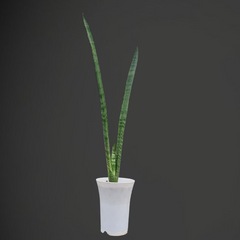 Sansevieria Florida H13 | Upright Snake Plant for Home & Office
