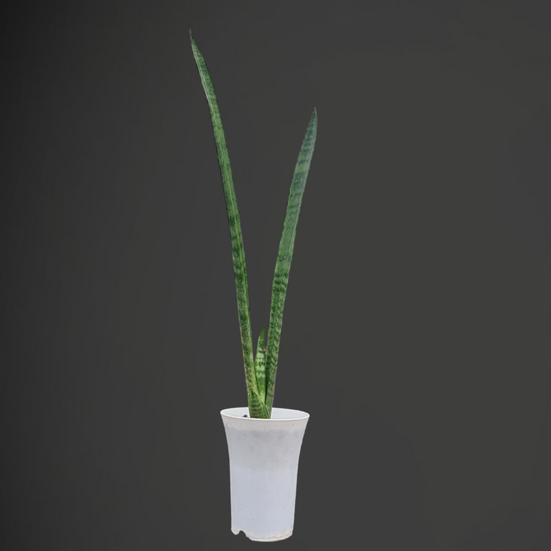 Sansevieria Florida H13 | Upright Snake Plant for Home & Office
