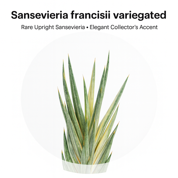 Sansevieria francisii