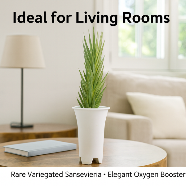 Sansevieria francisii