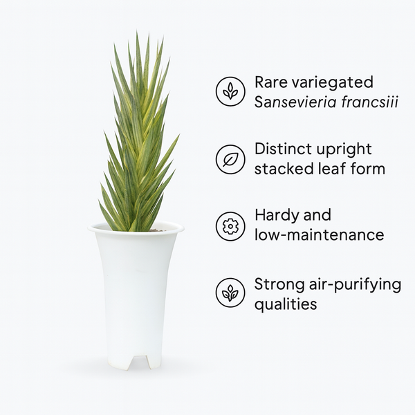 Sansevieria francisii