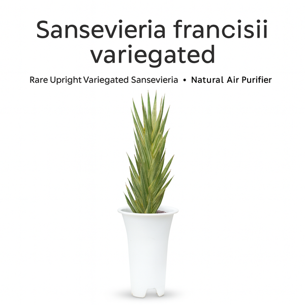 Sansevieria francisii