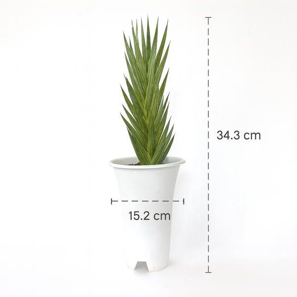 Sansevieria francisii