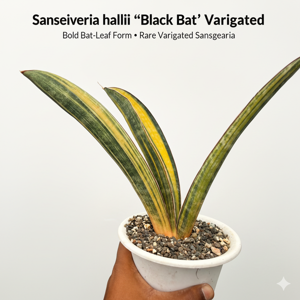 Sansevieria hallii back bat variegated