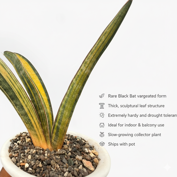 Sansevieria hallii back bat variegated