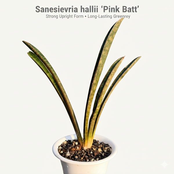 Rare Sansevieria hallii Pink Batt indoor decorative plant
