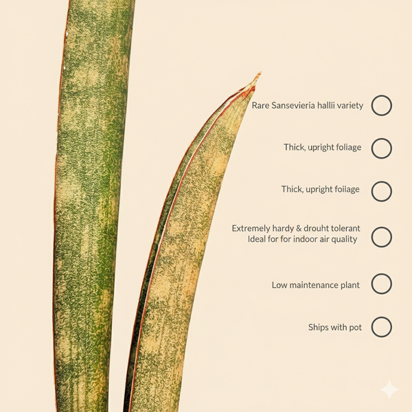 Sansevieria hallii 'Pink Batt '