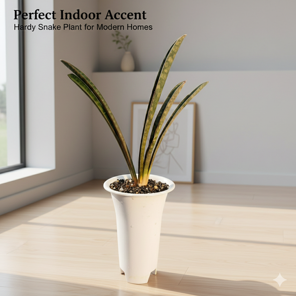 Sansevieria hallii 'Pink Batt '