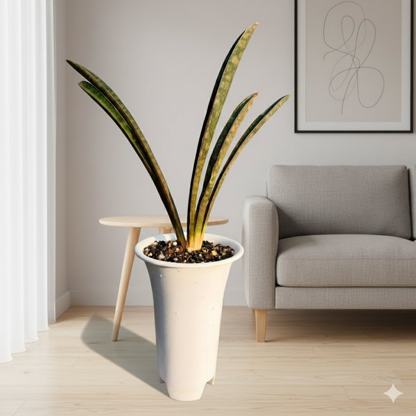 Sansevieria hallii 'Pink Batt '
