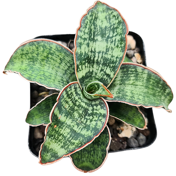 Sansevieria hargeisana hargaysa CG207.2 snake plant
