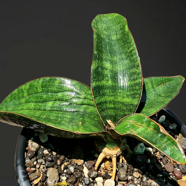 Sansevieria humiflora hawaiian star snake plant
