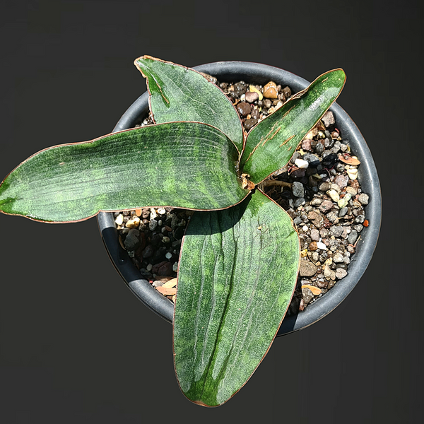 Sansevieria humiflora hawaiian star top view
