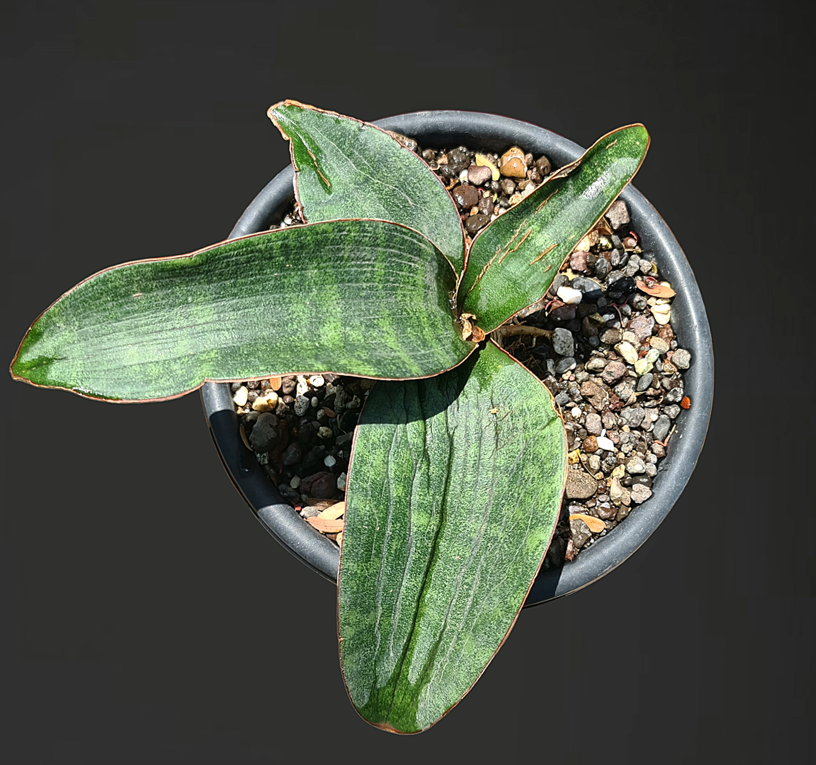 hawaiian snake plant Sansevieria Humiflora Hawaiian Star