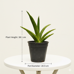 Sansevieria katana var ehrenbergii