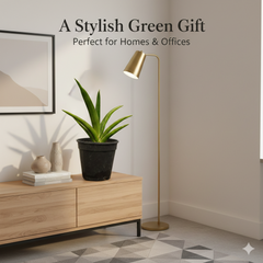 Sansevieria katana var ehrenbergii