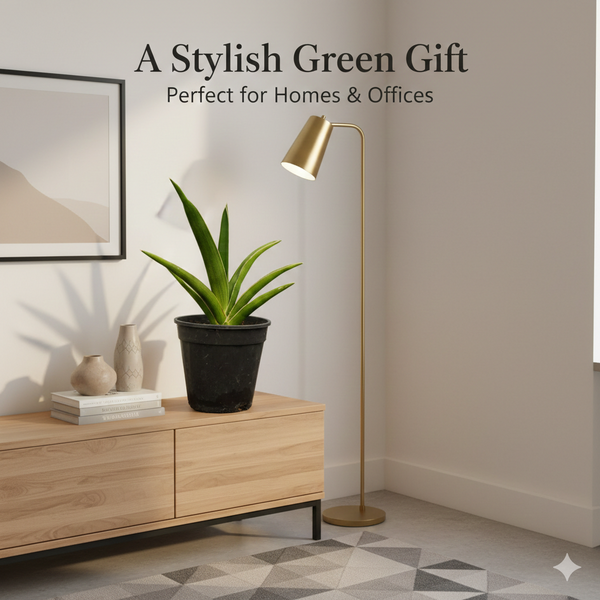 Sansevieria katana var ehrenbergii