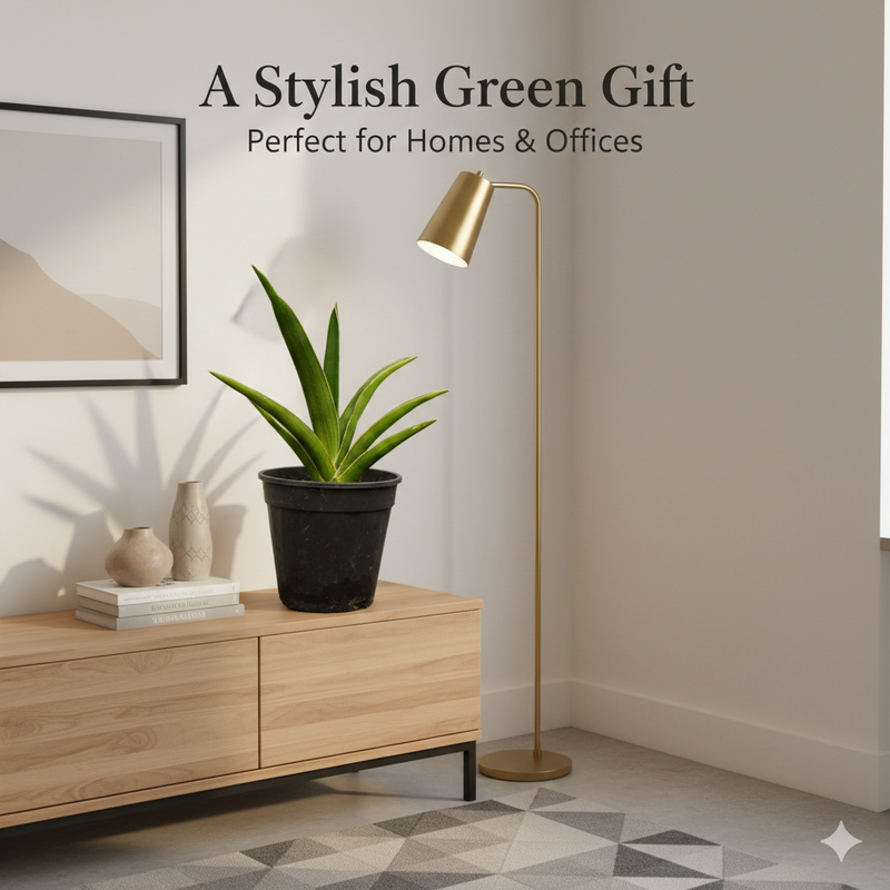 Sansevieria katana var ehrenbergii