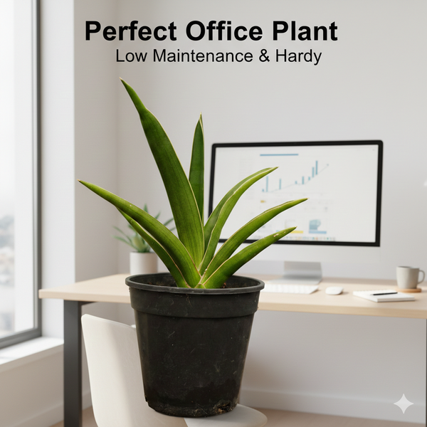 Sansevieria katana var ehrenbergii