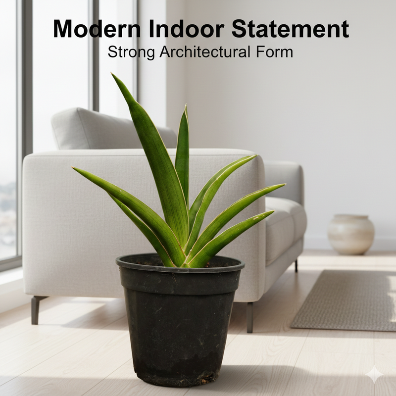 Sansevieria katana var ehrenbergii