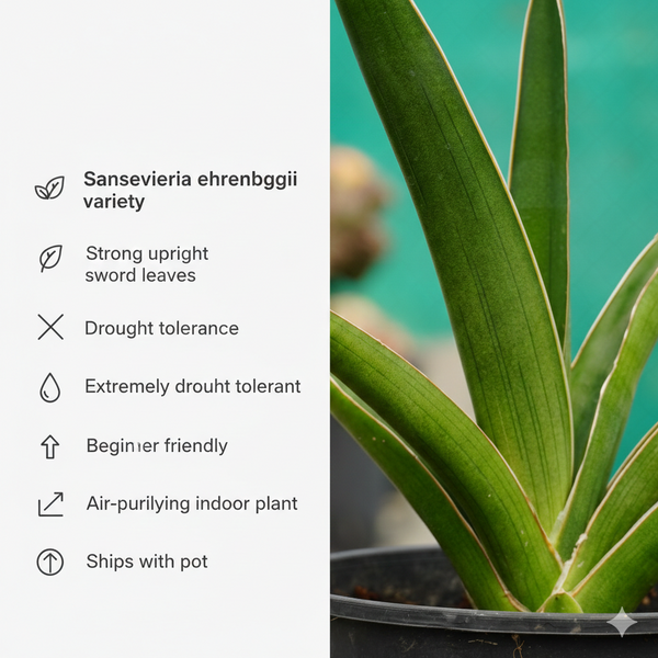 Sansevieria katana var ehrenbergii