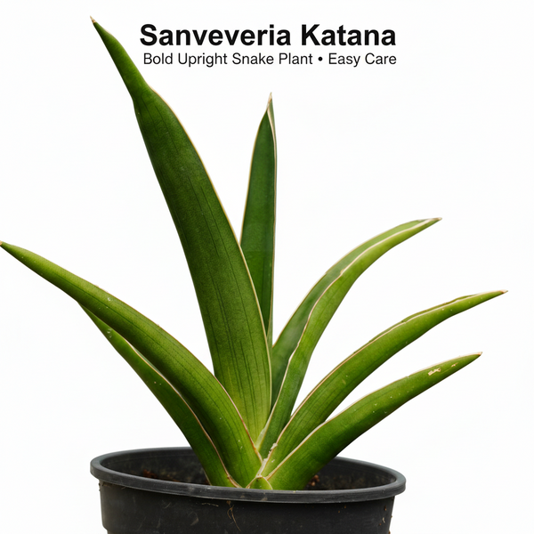 Sansevieria katana var ehrenbergii