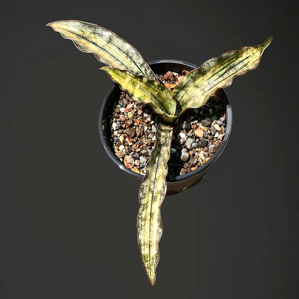 Sansevieria kirkii pulchra coppertone variegated plant
