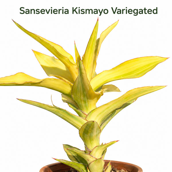 Sansevieria Kismayo Variegated