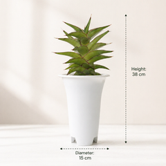 Sansevieria lavranos 23251